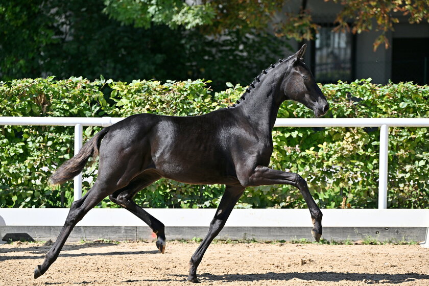 Sissilotta Noir v. Best Secret x Don Frederico | © (c) Team Myrtill