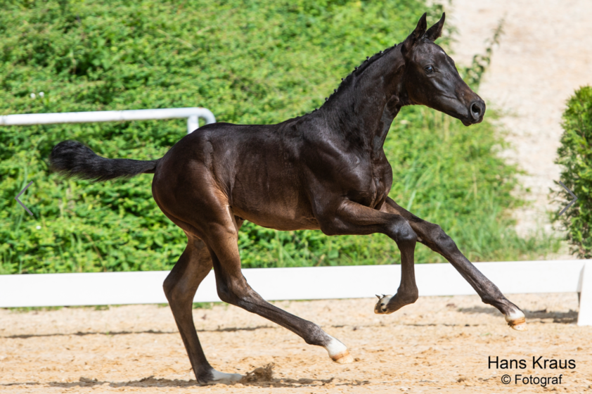 FINERO - Fineline x Secret x Foundation | © @ Hans Kraus