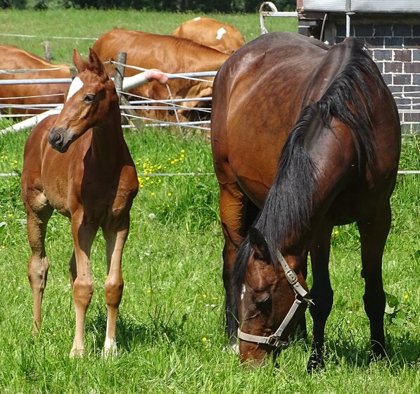 SF*2021 Tarantino - Don Schufro - Stedinger